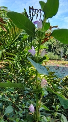 Hygrophila phlomoides