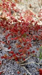 Crassula decumbens