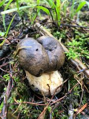 Fungi