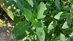 Hygrophila phlomoides