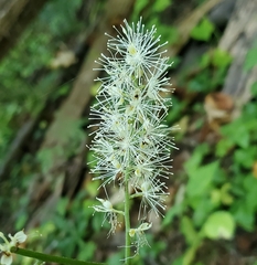 Actaea racemosa