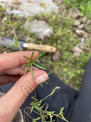 Ipomoea costellata