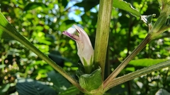 Hygrophila phlomoides