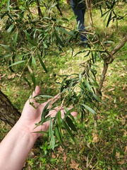 Melaleuca salicina