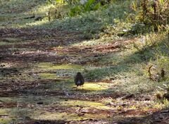 Junco phaeonotus