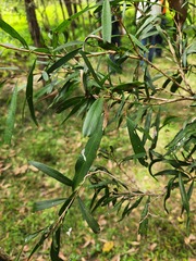 Melaleuca salicina