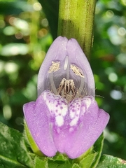 Hygrophila phlomoides