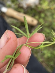 Ipomoea costellata