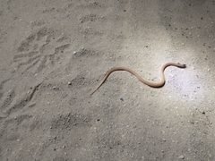 Tantilla
