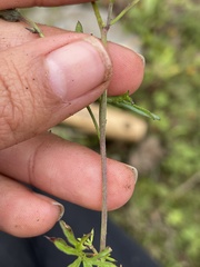 Ipomoea costellata