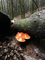 Gliophorus psittacinus