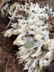 Tremella fuciformis