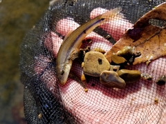 Phenacobius mirabilis