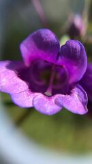 Penstemon gentianoides