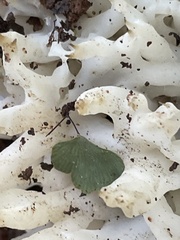 Tremella fuciformis