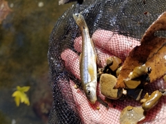 Phenacobius mirabilis