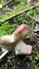 Russula