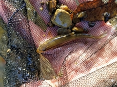 Phenacobius mirabilis