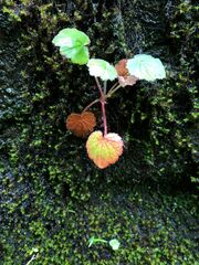 Heuchera longipetala