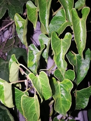 Gonolobus sororius