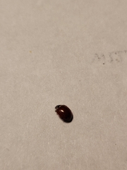 Coccinellidae