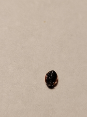 Coccinellidae