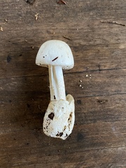 Amanita lavendula