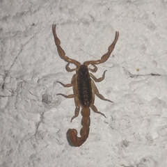 Centruroides infamatus