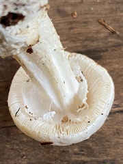 Amanita lavendula