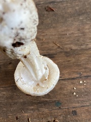 Amanita lavendula