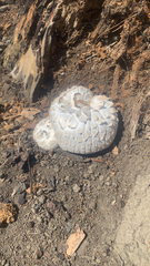 Neolentinus ponderosus