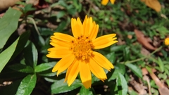 Sphagneticola trilobata