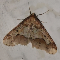 Erannis defoliaria