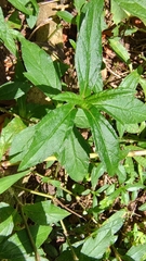 Sphagneticola trilobata