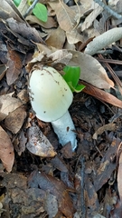 Amanita elliptosperma