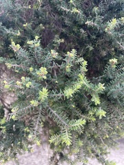 Melaleuca lanceolata
