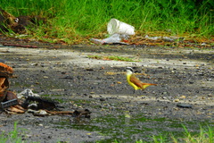 Pitangus sulphuratus