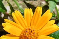 Sphagneticola trilobata