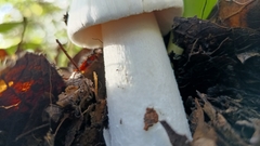 Amanita elliptosperma