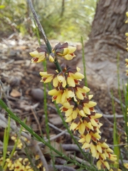 Sphaerolobium medium