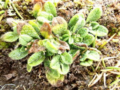 Myosotis brevis