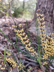 Sphaerolobium medium