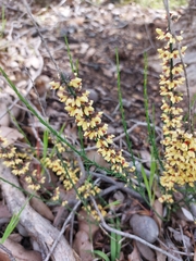 Sphaerolobium medium