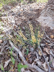 Sphaerolobium medium