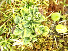 Myosotis brevis