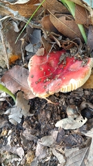 Russula cremoricolor