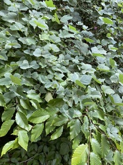 Pueraria montana lobata