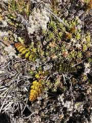 Leptinella