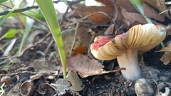 Russula cremoricolor