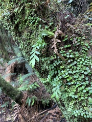 Tmesipteris lanceolata